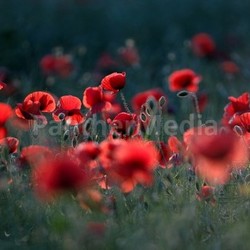 romantic poppies bleed macro blossoms poppy fuzziness