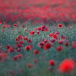 poppies