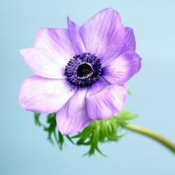 Blauer Mohn