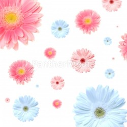 gerbera