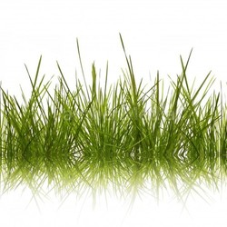 meadow