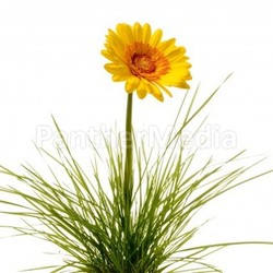 gerbera