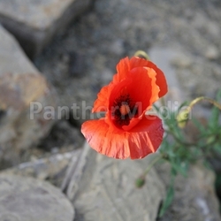 from flower and stones
