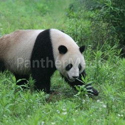 giant panda (ailuropoda melanoleuca)