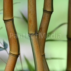 bamboo