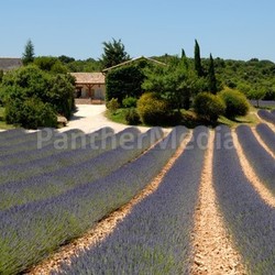 lavender field in southern france