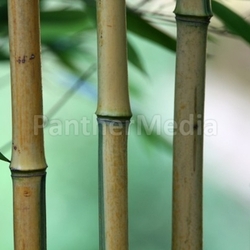 bamboo