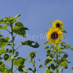 Sonnenblumen