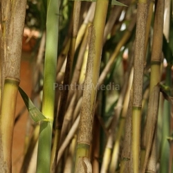 phyllostachys - bamboo