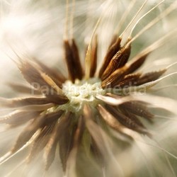 dandelion dandelion macro