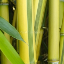 bamboo green and yellow