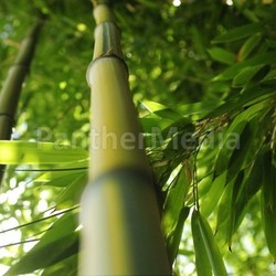 bamboo forest
