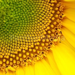 sunflower seeds