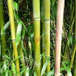 forest brown tree bamboo green plant brunette