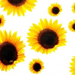 sunflowers