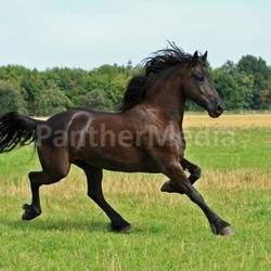 friesian