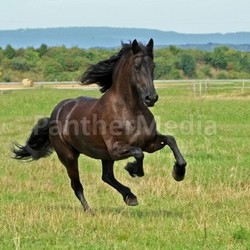 friesian