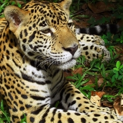 Jaguar