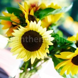 sunflowers