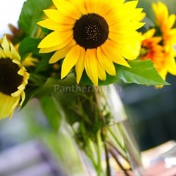 sunflowers