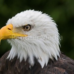 weisskopfseeadler