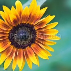 Sonnenrad