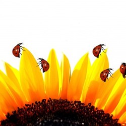 ladybug on sunflower