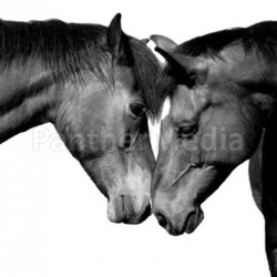 horse friendship