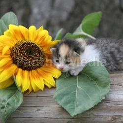 puss