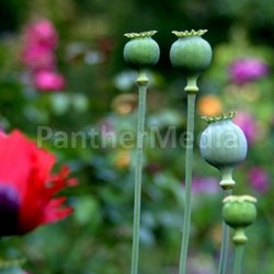 poppy