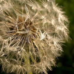 make a wish...