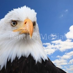 Bald eagle (Haliaeetus leucocephalus)