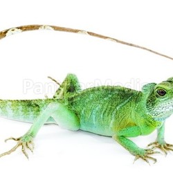 Physignathus cocincinus 