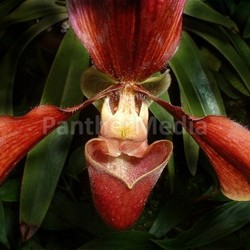 orchid