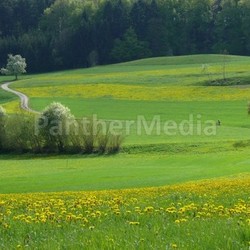 spring