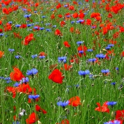 Blumenwiese
