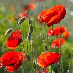 poppy red