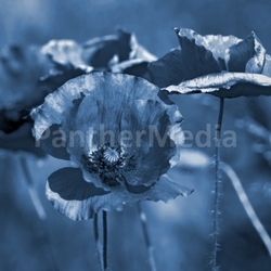 poppy blue
