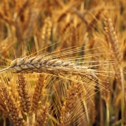 Cereal - Triticale.
