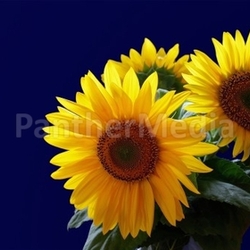 helianthus annuus