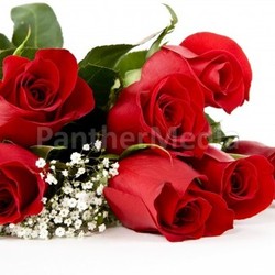 red rose