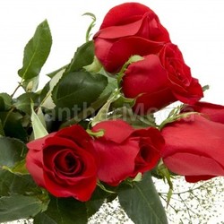 red rose