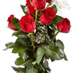 red rose