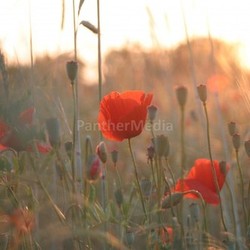 poppy field