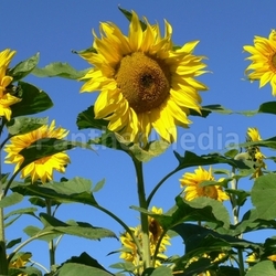 sunflower iv