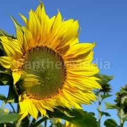 Sonnenblumen II