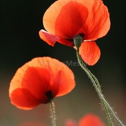 poppy 11