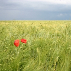 poppies in wheat field