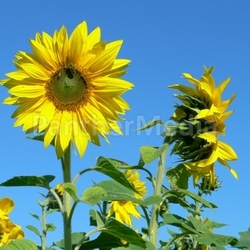 sunflower iv