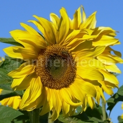 sunflower v